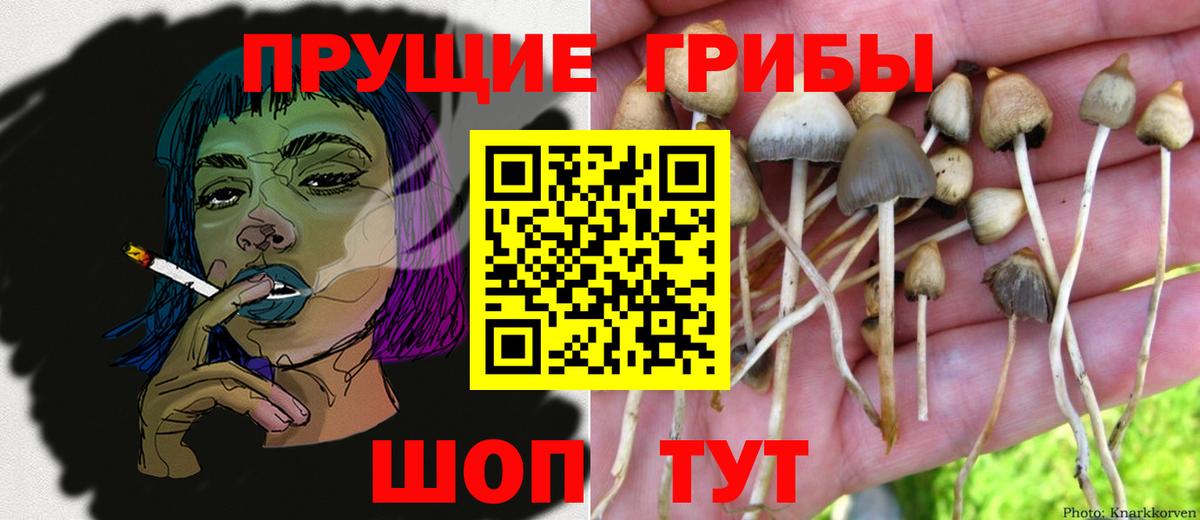 Галлюциногенные грибы прущие грибы Казань